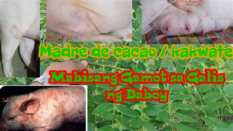 gamot sa galis ng baboy|Mabisang Gamot sa Galis or sakit sa balat ng baboy,, @baboy.